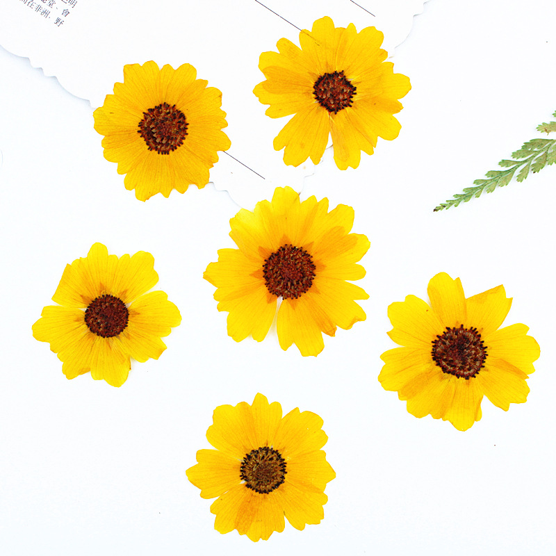 24pcs,Natural Chrysanthemum Re - Resin Art Bookmark ulasan dan harga